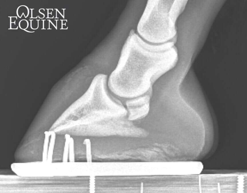 Annual X-Rays